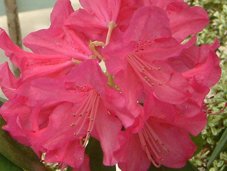 シャクナゲ（石楠花）【かぎけんWEB】