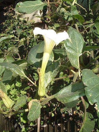 ダツラ Datura かぎけんweb