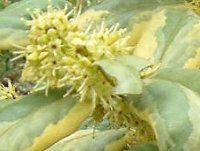 `Cj[YEz[[ 'I[ XvO'(Chinese holly 'O Spring')