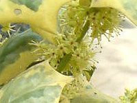 `Cj[YEz[[ 'I[ XvO'(Chinese holly 'O Spring')