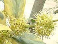 `Cj[YEz[[ 'I[ XvO'(Chinese holly 'O Spring')