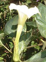 _c(Datura)