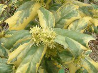 Chinese holly 'O Spring'