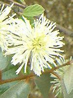 O~'CCg'( 'Limelight')