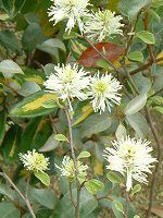 O~'CCg'( 'Limelight')