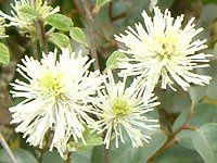 O~'CCg'( 'Limelight')