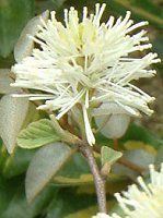 O~'CCg'( 'Limelight')