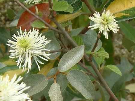 O~'CCg'( 'Limelight')