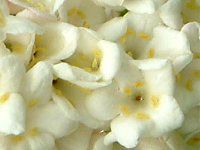 K}Y~ 'J[Zt@'(Viburnum 'carlcephalum')