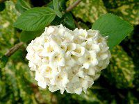 K}Y~'J[Zt@'(Viburnum 'carlcephalum')