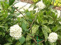 K}Y~ 'J[Zt@'(Viburnum 'carlcephalum')