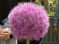 AEEMKeE(Allium giganteum)