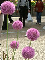 AEEMKeE(Allium giganteum)