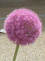 AEEMKeE(Allium giganteum)