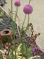 AEEMKeE(Allium giganteum)