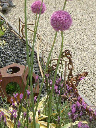 アリウム ギガンテウム Allium Giganteum かぎけんweb