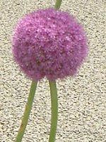 AEEMKeE(Allium giganteum)