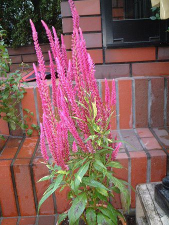 セロシア カリペ パープルファイヤー Celosia かぎけんweb