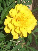Marigold