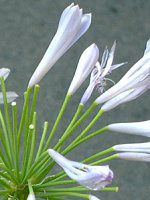 AKpTX(Agapanthus)