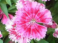 _CATXDianthus)