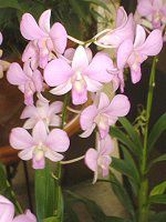 fhrE(Dendrobium)
