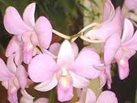 fhrE(Dendrobium)