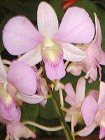 fhrE(Dendrobium)