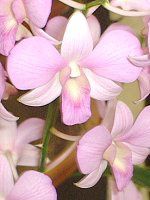 fhrE(Dendrobium)