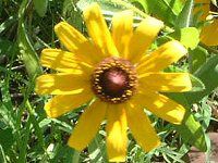 hxLAq^(Rudbeckia hirta)