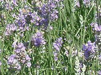CObVEx_[(English lavender)