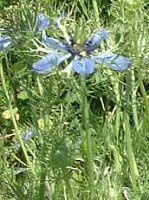 jQ(Nigella)