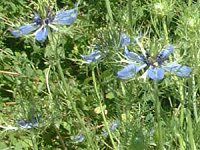 jQ(Nigella)