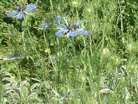 jQE_}XPi(Nigella damascena)