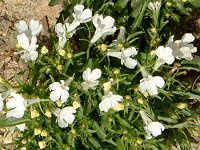 xA(Lobelia)-white-spring