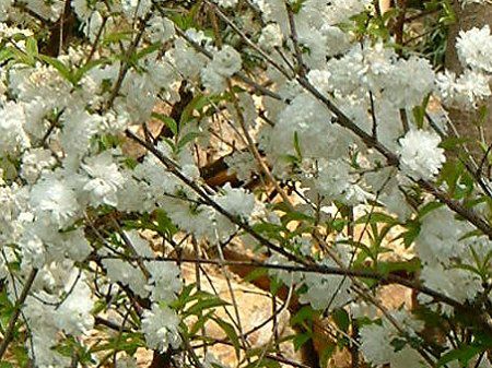 ニワザクラ 庭桜 かぎけんweb