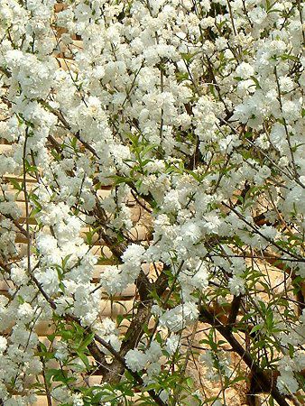 ニワザクラ 庭桜 かぎけんweb ニワザクラ 庭桜 かぎけんweb