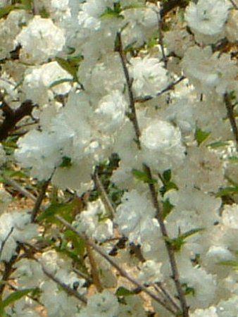 ニワザクラ 庭桜 かぎけんweb ニワザクラ 庭桜 かぎけんweb