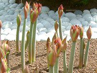 アマリリス(Amaryllis)