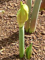 アマリリス(Amaryllis)