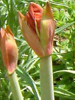 アマリリス(Amaryllis)