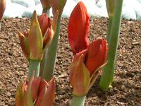 アマリリス(Amaryllis)