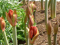 アマリリス(Amaryllis)