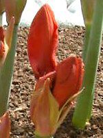 アマリリス(Amaryllis)