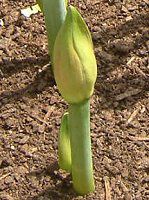アマリリス(Amaryllis)