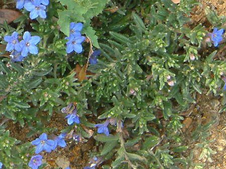ミヤマホタルカズラ 深山蛍葛 かぎけんweb ミヤマホタルカズラ 深山蛍葛 かぎけんweb