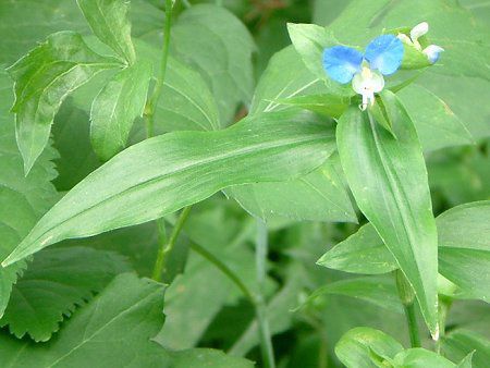 ツユクサ 露草 かぎけんweb