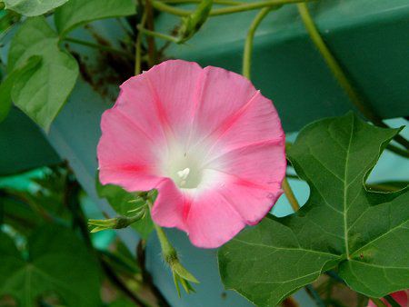 朝顔ページ GKZ植物事典・サンシキアサガオ（三色朝顔）