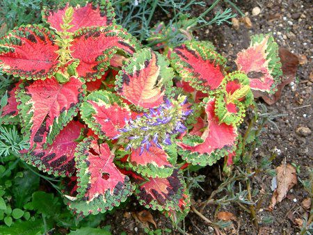 REX(Coleus)