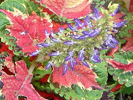 コリウス Coleus かぎけんweb